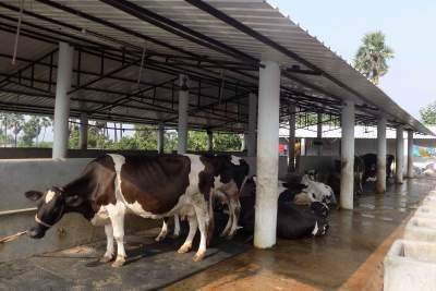 DAIRY FARMING